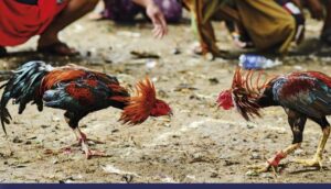 Các giống gà đá peru hiện nay