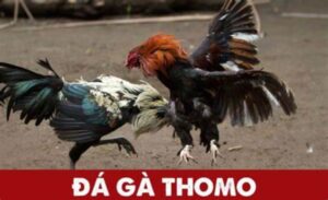 Cá cược Đá gà thomo