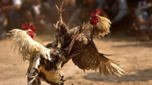 Giới thiệu về sản phẩm giải trí trực tuyến đá gà Campuchia đặc sắc